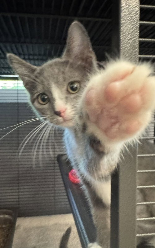 Ursula, an adoptable Domestic Short Hair in Hilton Head, SC