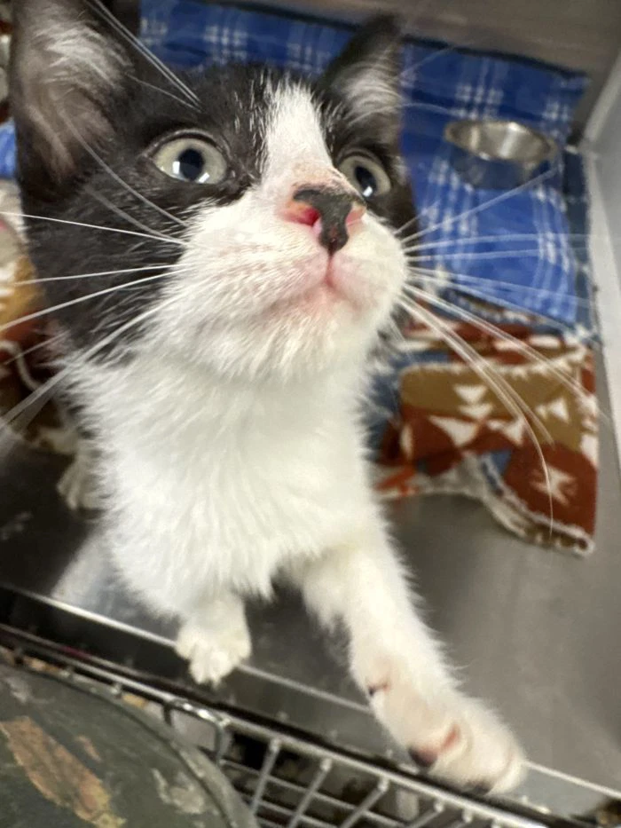Pip