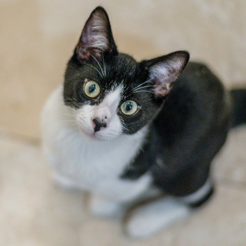 Pip, a cat for adoption from Hilton Head Humane Association