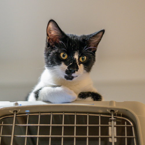 Alice, a cat for adoption from Hilton Head Humane Association
