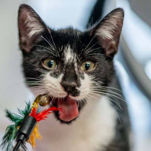 Sawyer, a cat for adoption from Hilton Head Humane Association
