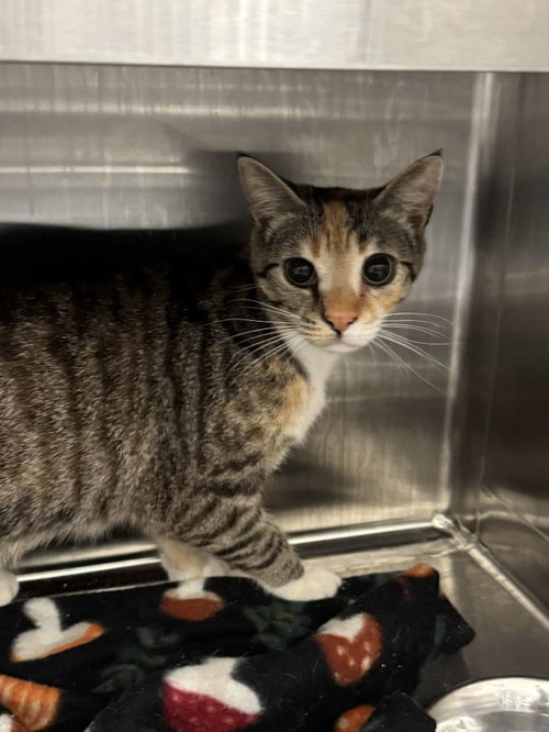 Nancy, an adoptable Torbie in Hilton Head, SC