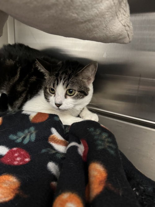 Axel Rose, an adoptable Domestic Short Hair in Hilton Head, SC