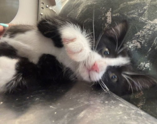 Ink, an adoptable Domestic Short Hair in Hilton Head, SC