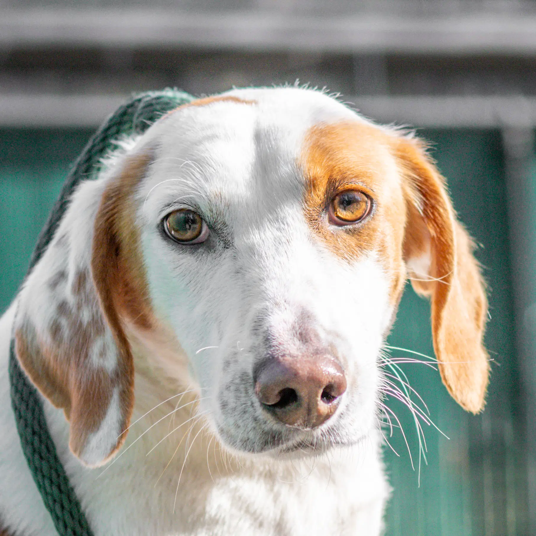 Daisy - Hound