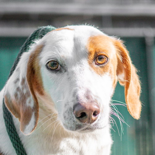 Daisy
