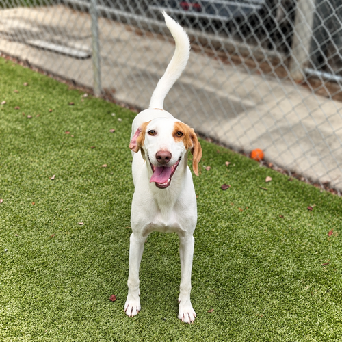 Daisy, a dog for adoption from Hilton Head Humane Association