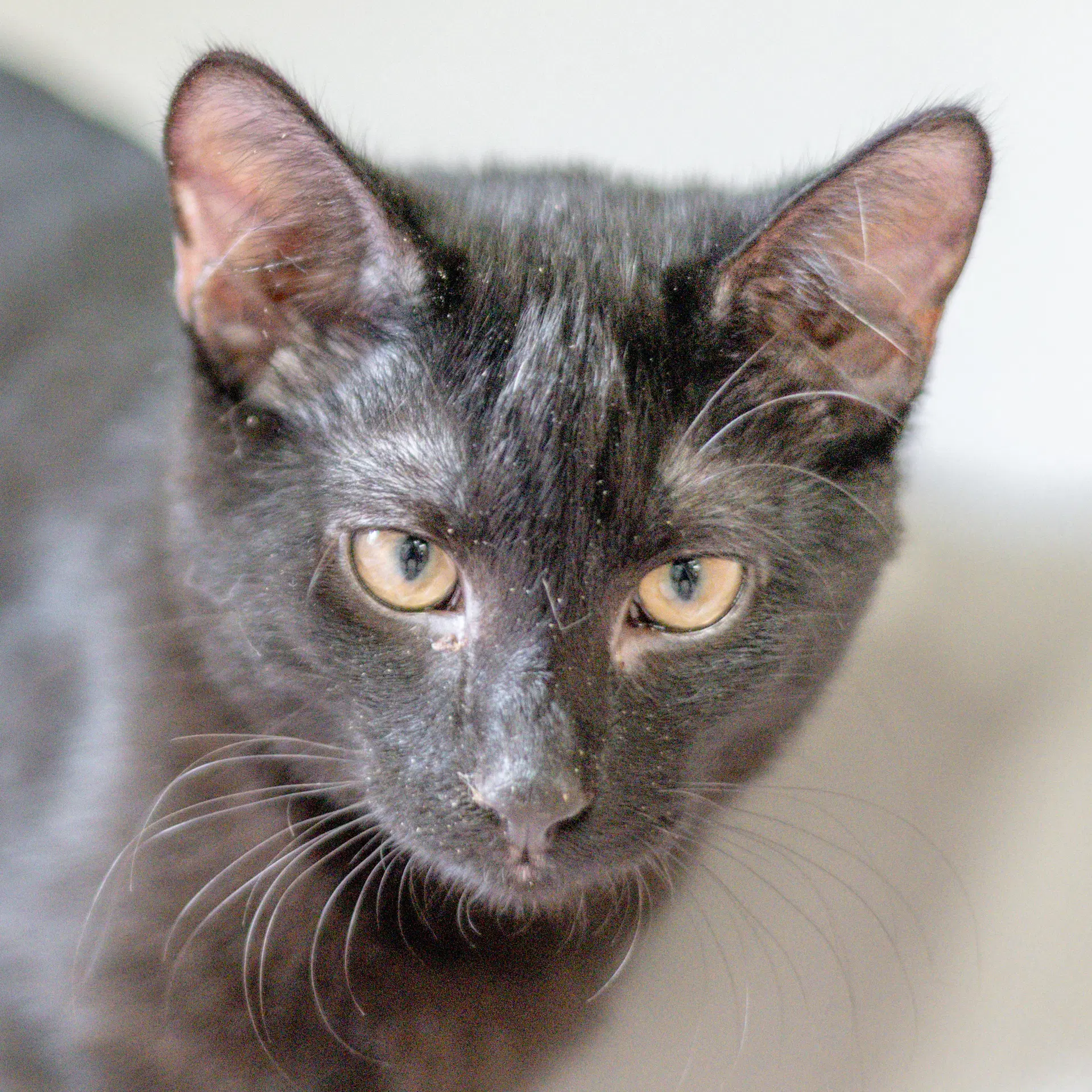Twix - Domestic Short Hair