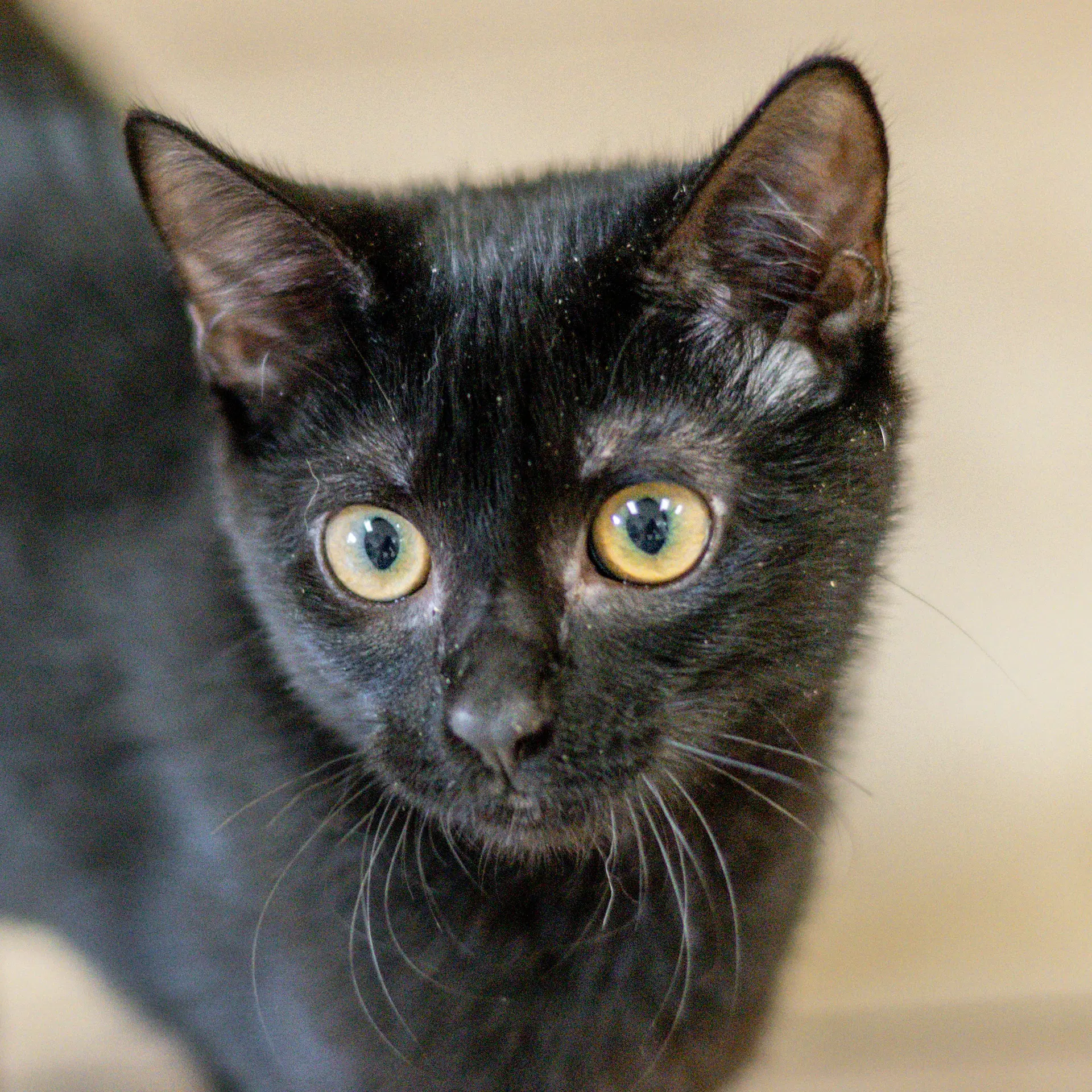 Twizzler - Domestic Short Hair