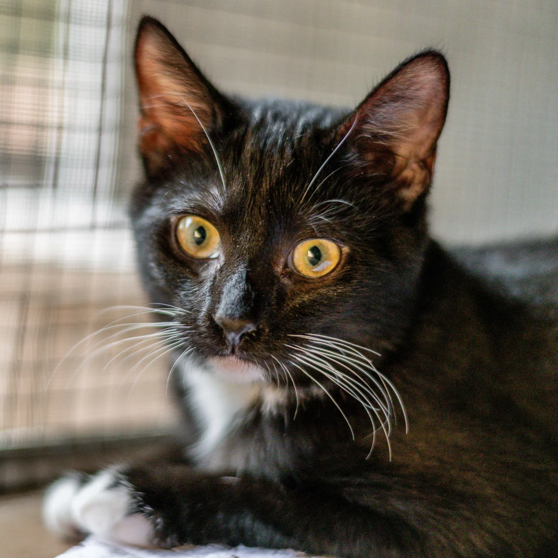 Taffy - Domestic Short Hair