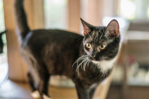 Photo 2 of Taffy