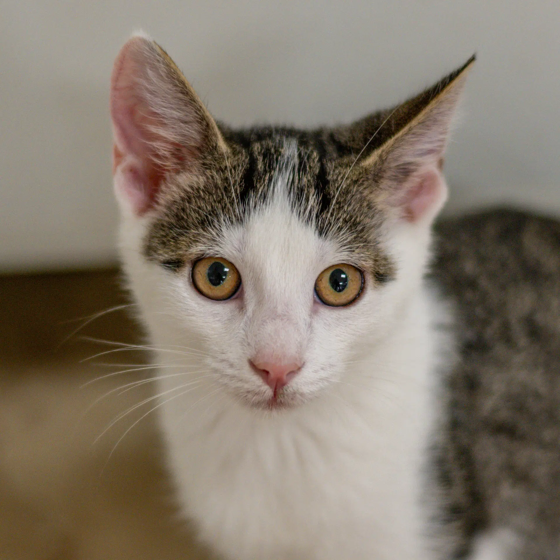 Bill - Domestic Short Hair