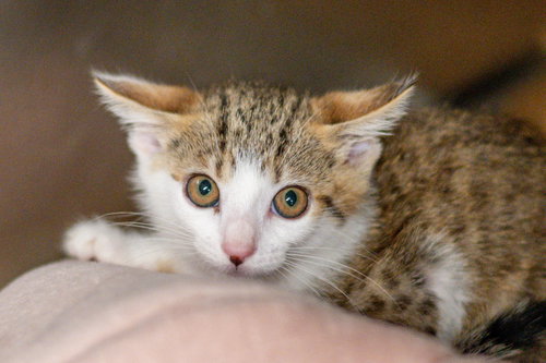 Photo 3 of Kataro