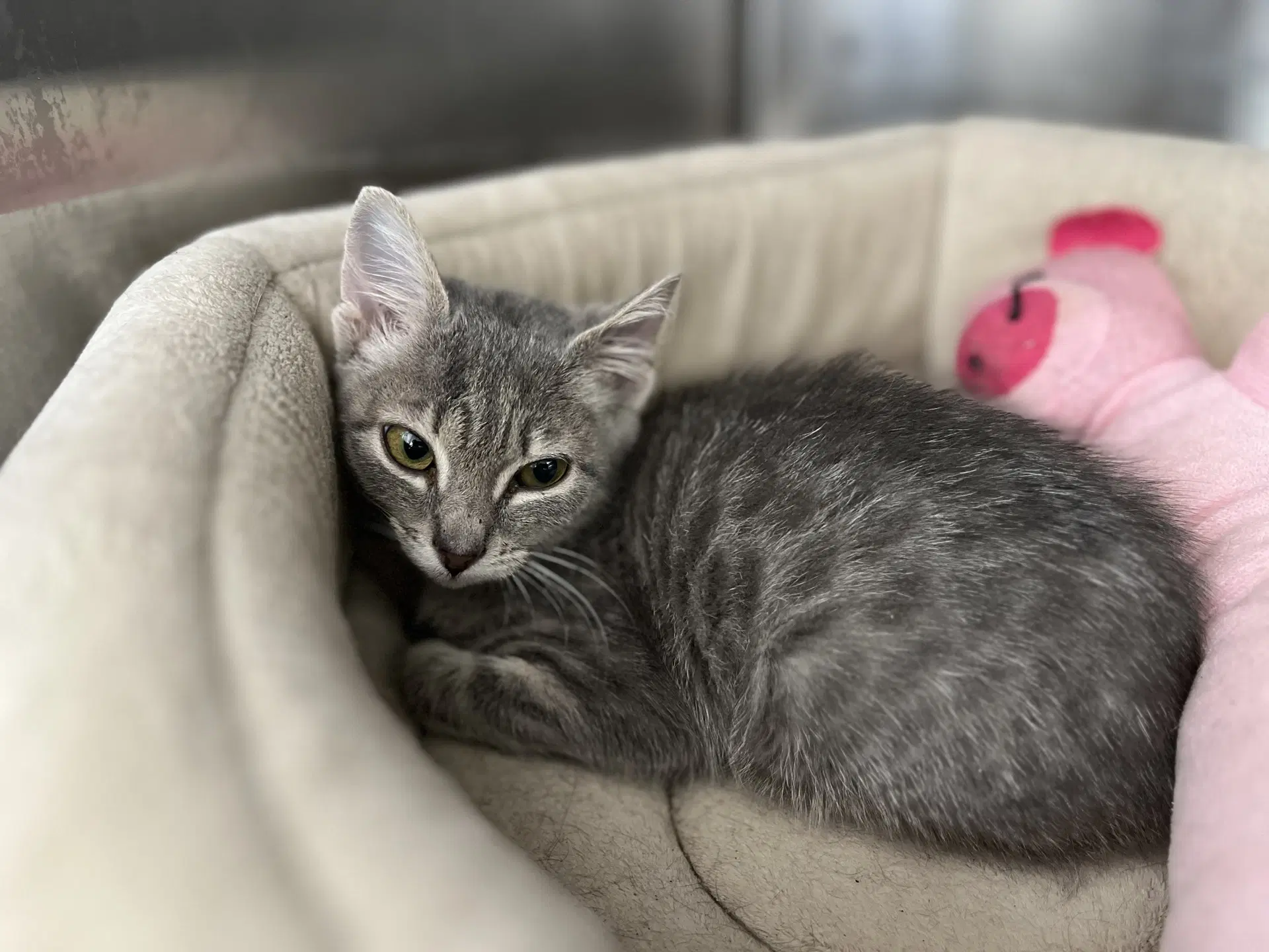 Mocha - Domestic Short Hair