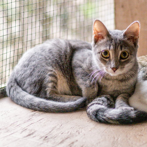 Mocha, a cat for adoption from Hilton Head Humane Association