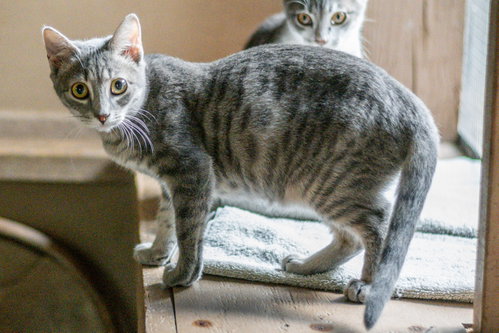 Photo 4 of Mocha