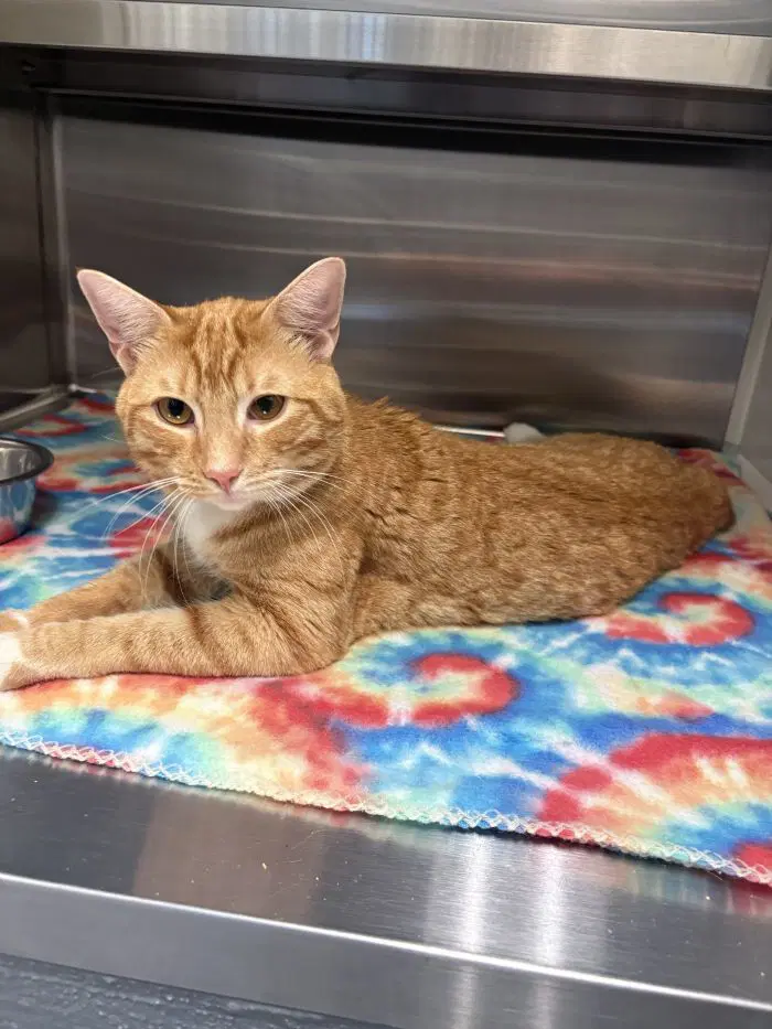 Stumpy - Domestic Short Hair