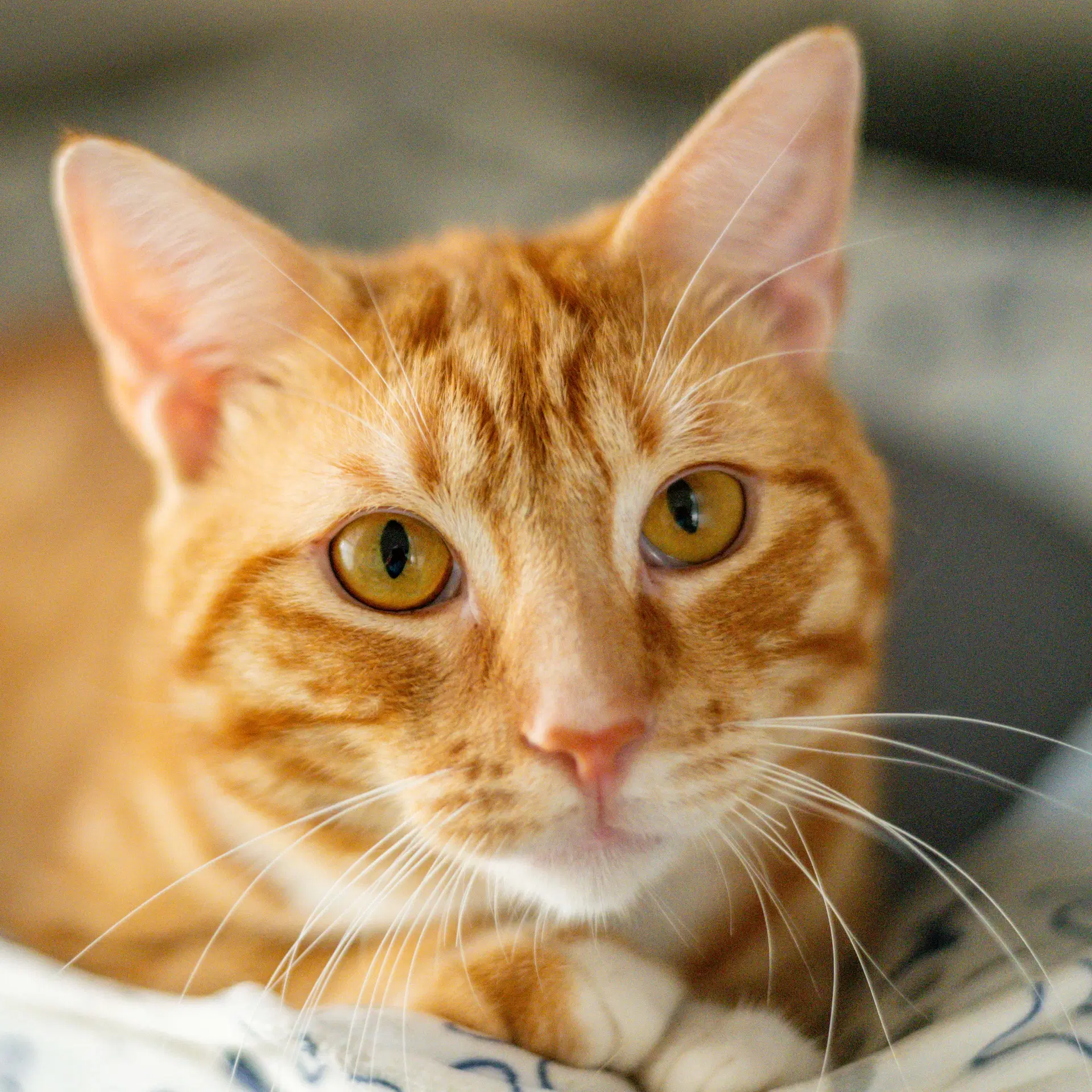 Stumpy - Domestic Short Hair