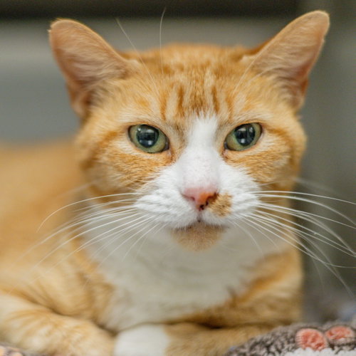 Marmalade, a cat for adoption from Hilton Head Humane Association