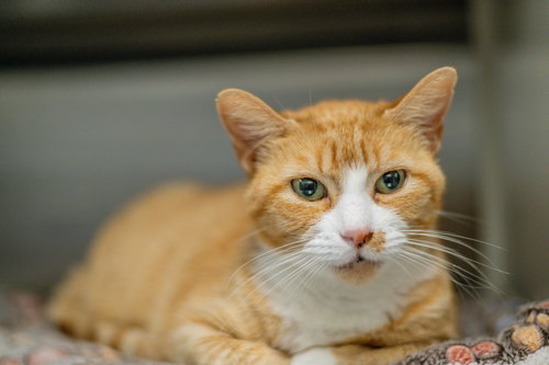 Photo 2 of Marmalade