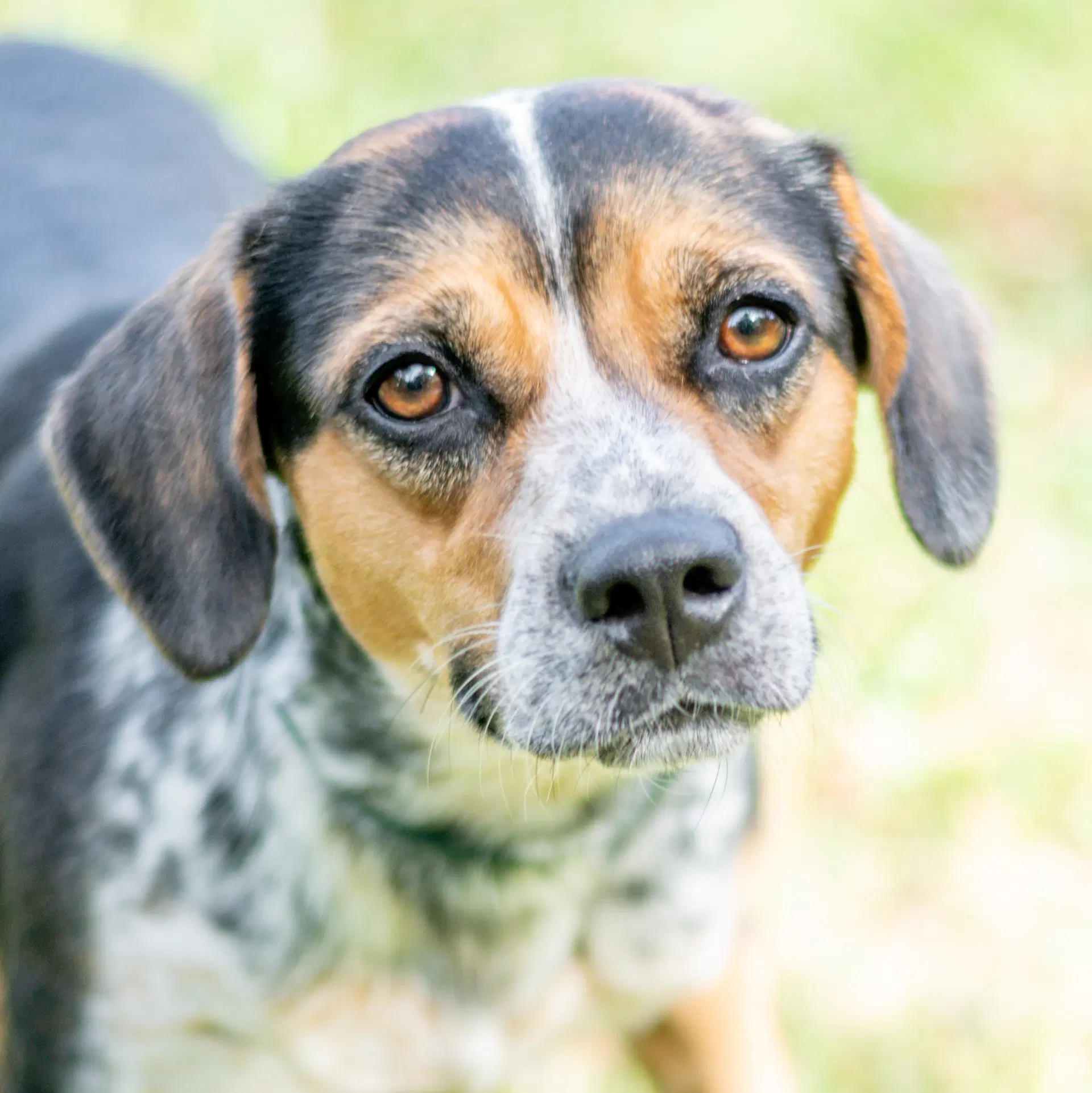 Black Betty - Australian Cattle Dog/Blue Heeler