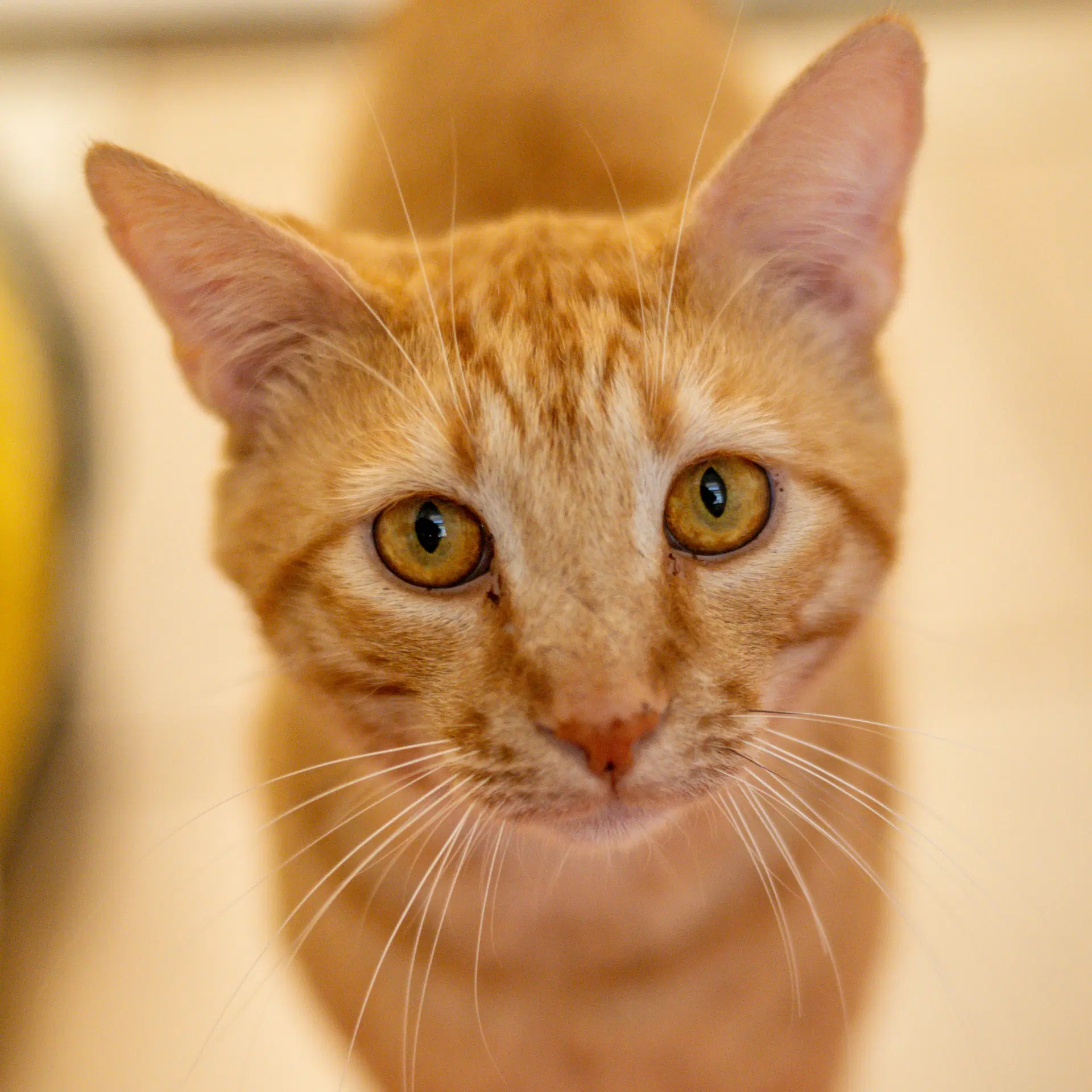 Felix - Domestic Short Hair