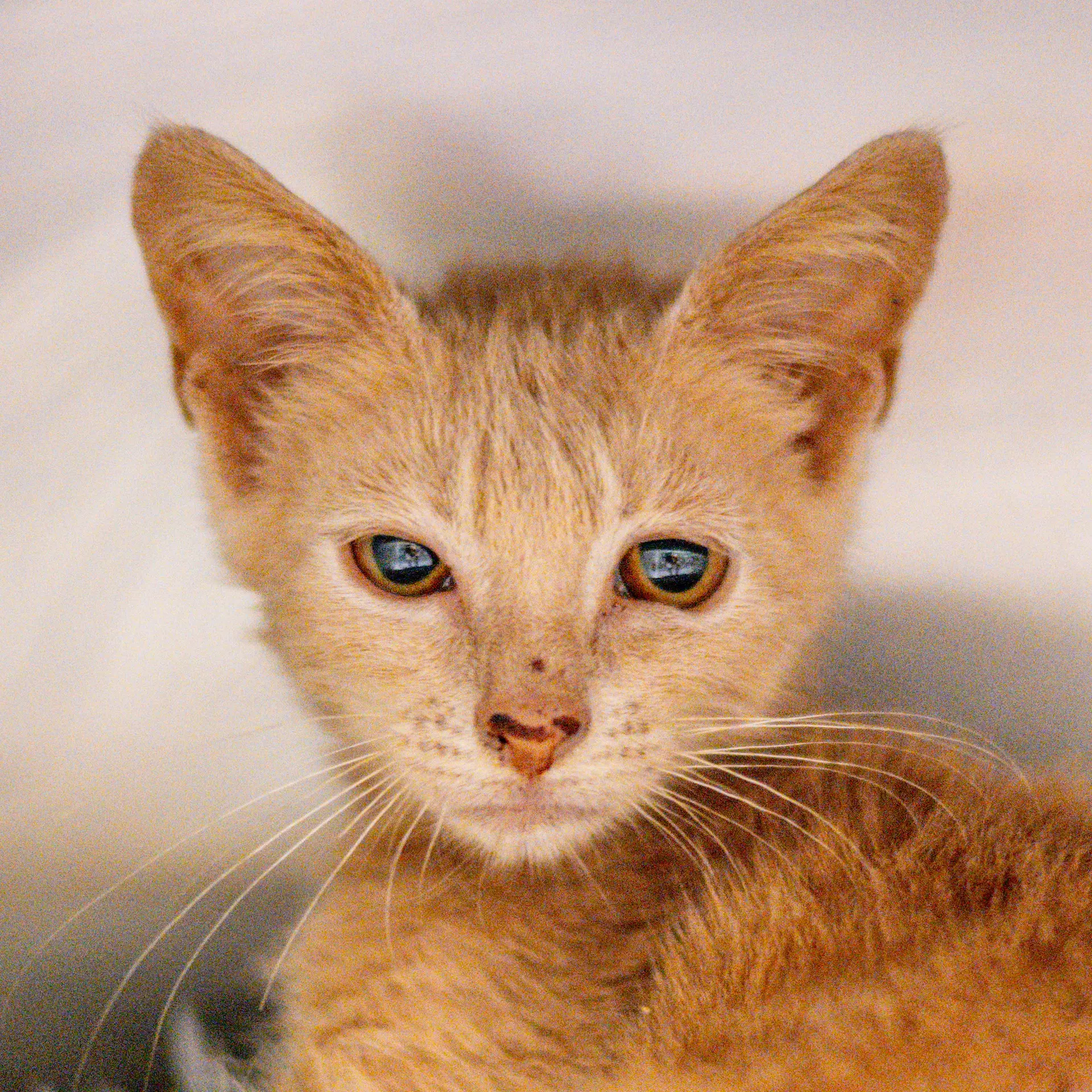 Nemo - Domestic Short Hair