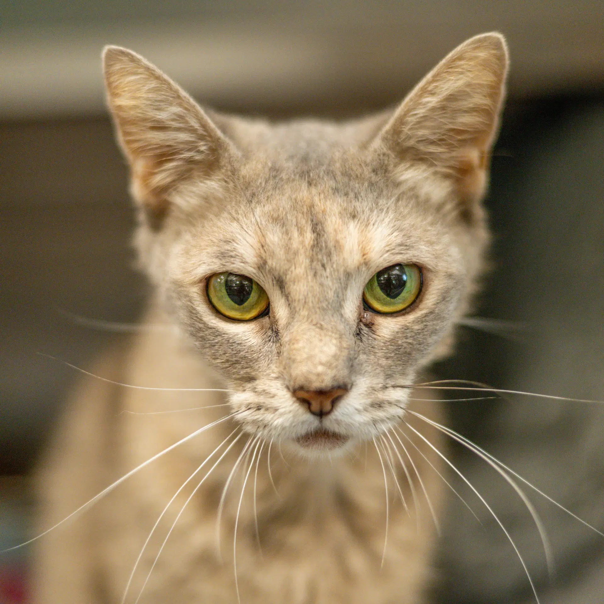 Audrey Hepburn - Domestic Short Hair