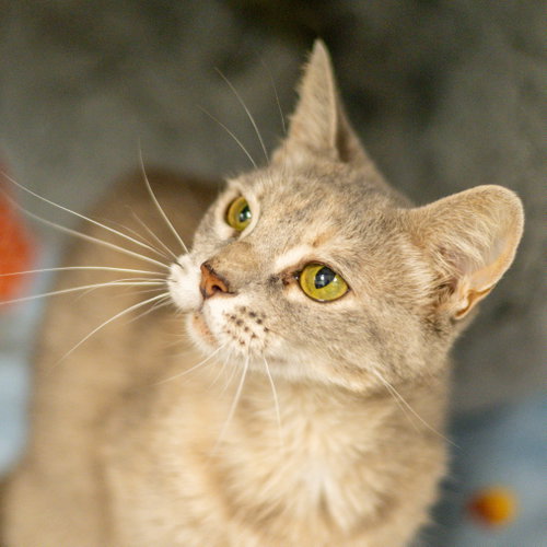 Audrey Hepburn, an adoptable Domestic Short Hair / Mixed (short coat)