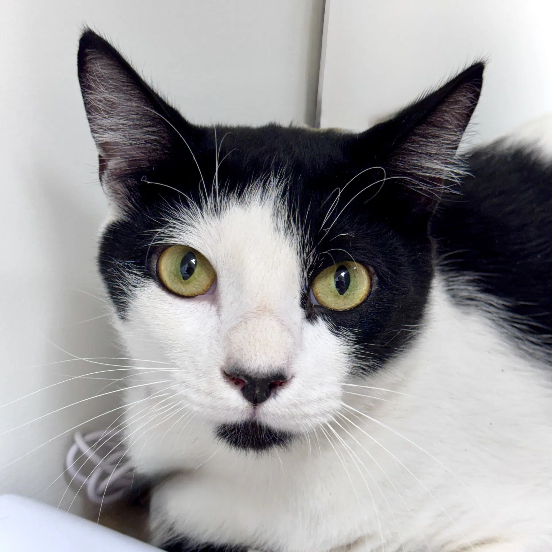Shopee - Domestic Short Hair