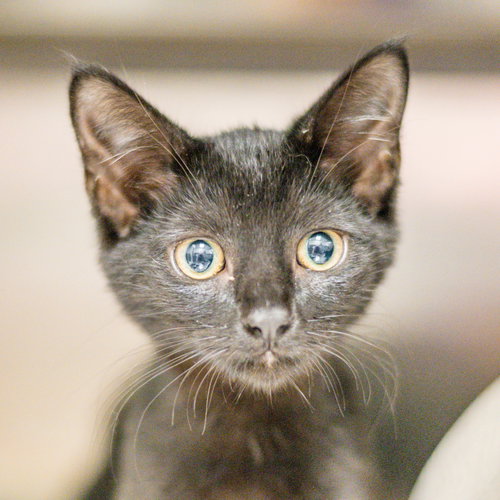 Irene, a cat for adoption from Hilton Head Humane Association