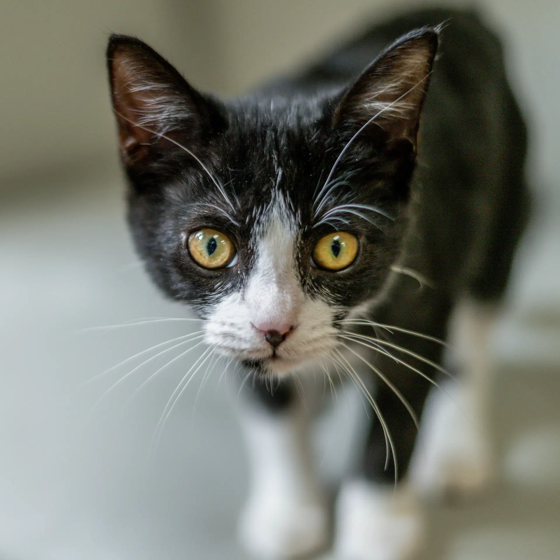 Lucy - Domestic Short Hair