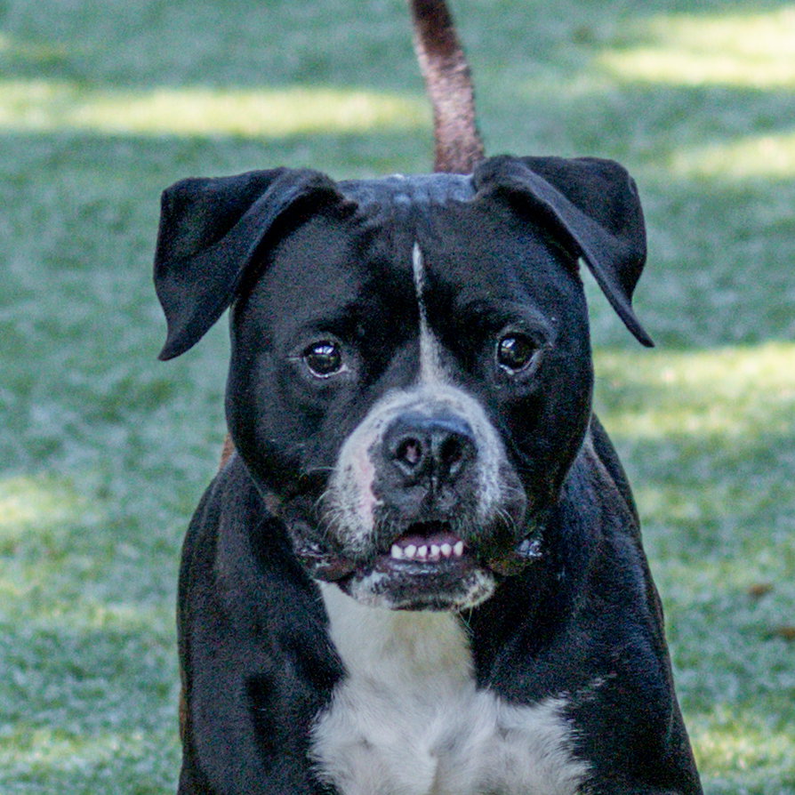 Chico