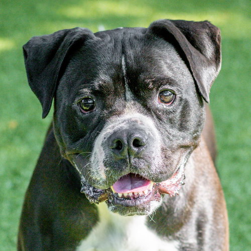 Chico