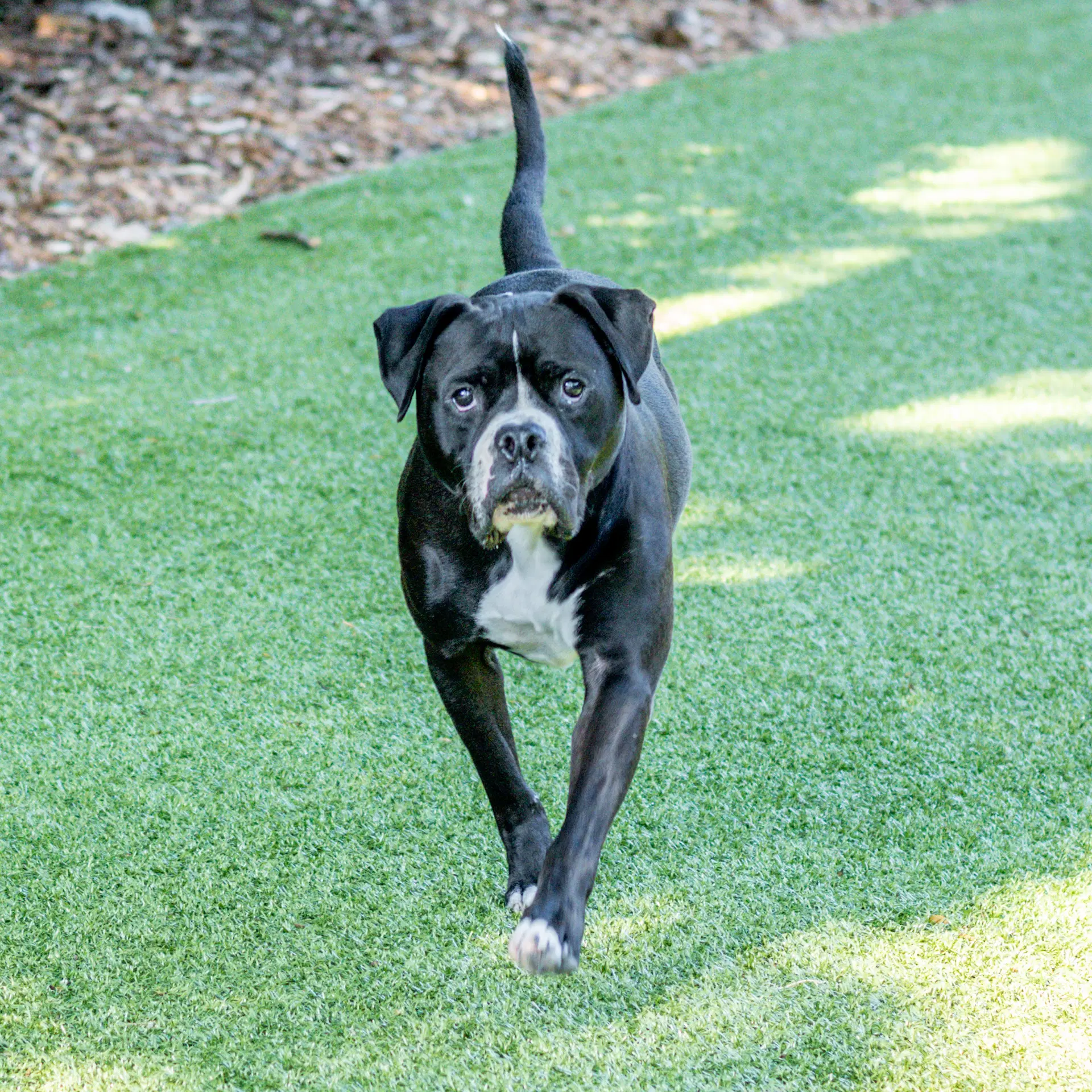 Chico image 2