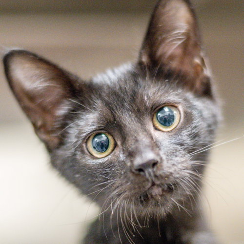 Sherlock, a cat for adoption from Hilton Head Humane Association