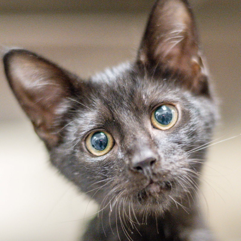 Sherlock, an adoptable Domestic Short Hair / Mixed (short coat)