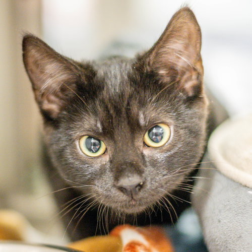 Fleece, a cat for adoption from Hilton Head Humane Association