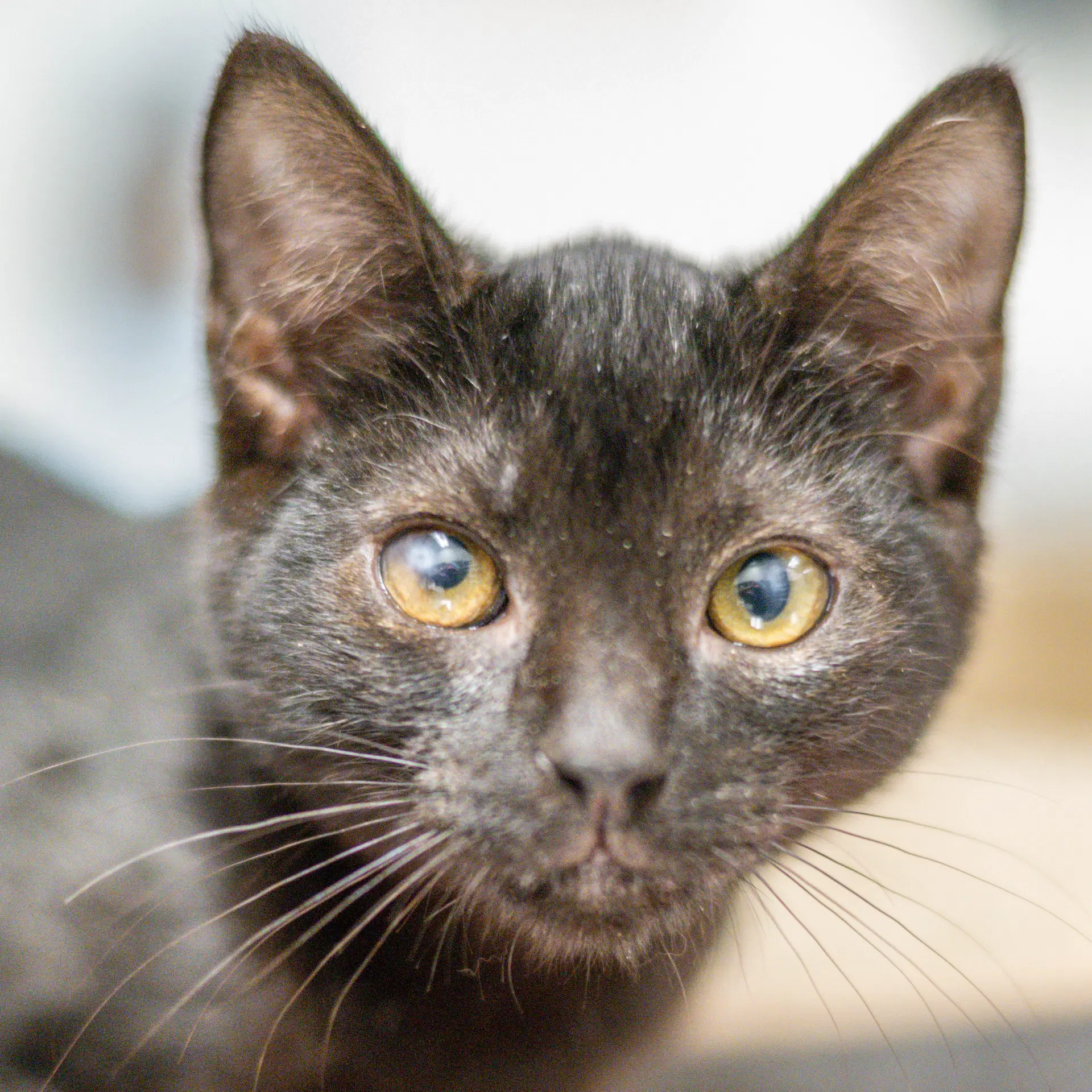 Silky - Domestic Short Hair