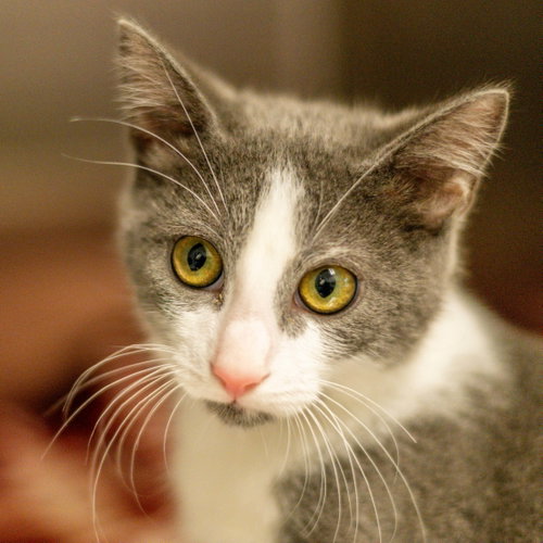 Roller Coaster, a cat for adoption from Hilton Head Humane Association