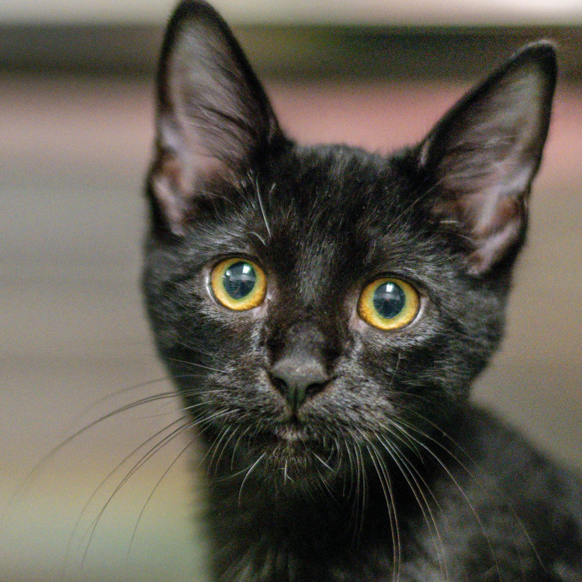Joseph - Domestic Short Hair