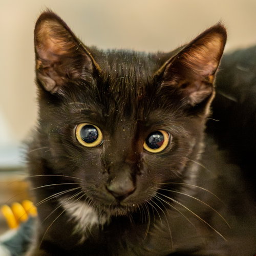 Swiss Roll, a cat for adoption from Hilton Head Humane Association