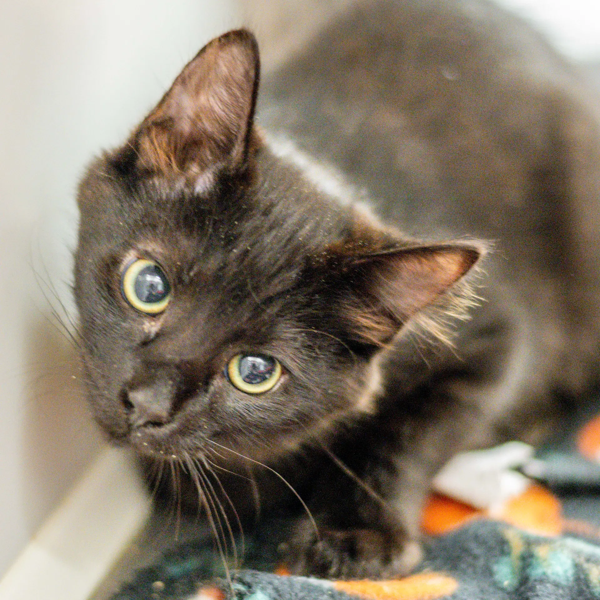 Oreo - Domestic Medium Hair