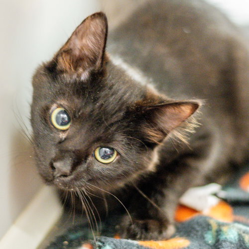 Oreo, a cat for adoption from Hilton Head Humane Association