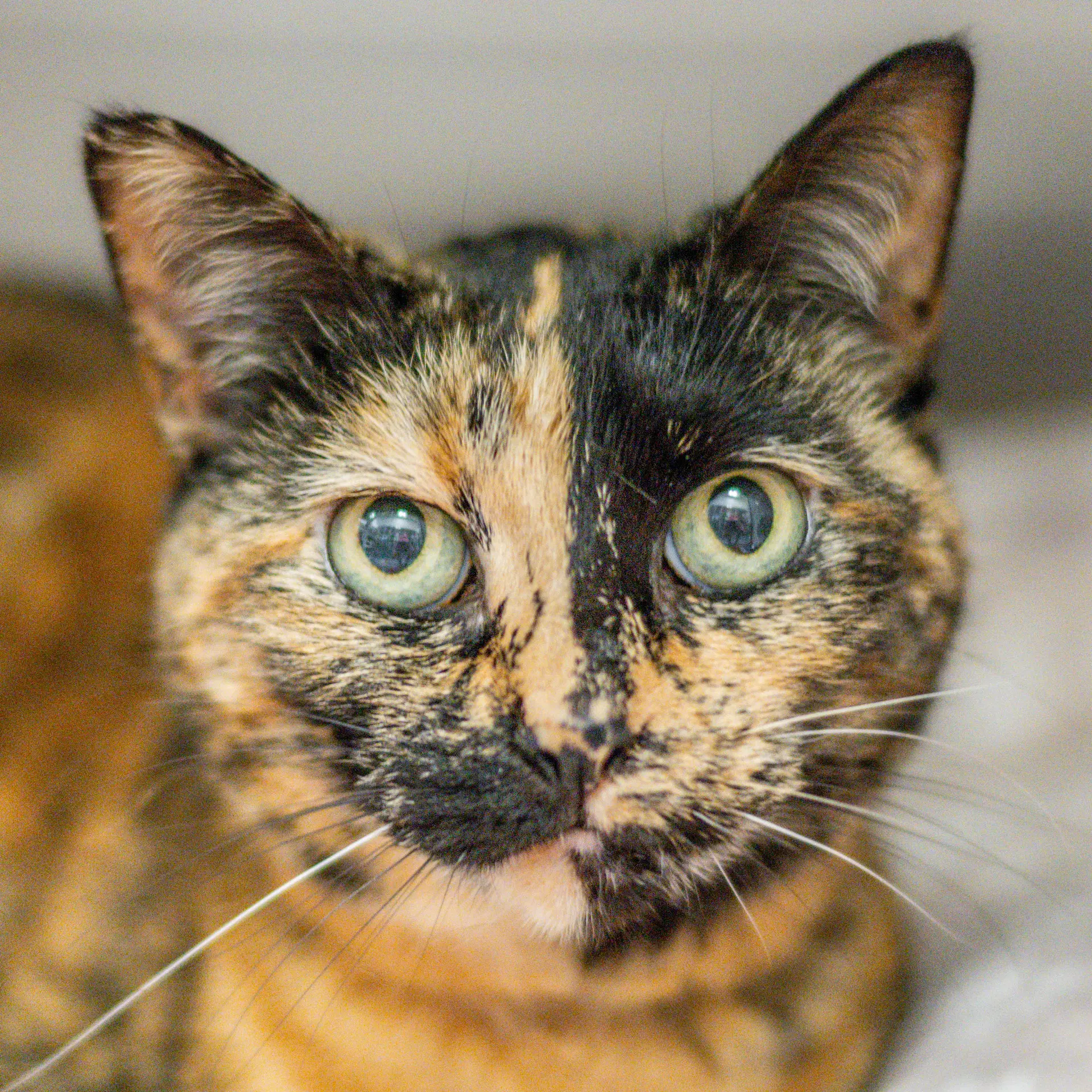 Penelope - Domestic Short Hair