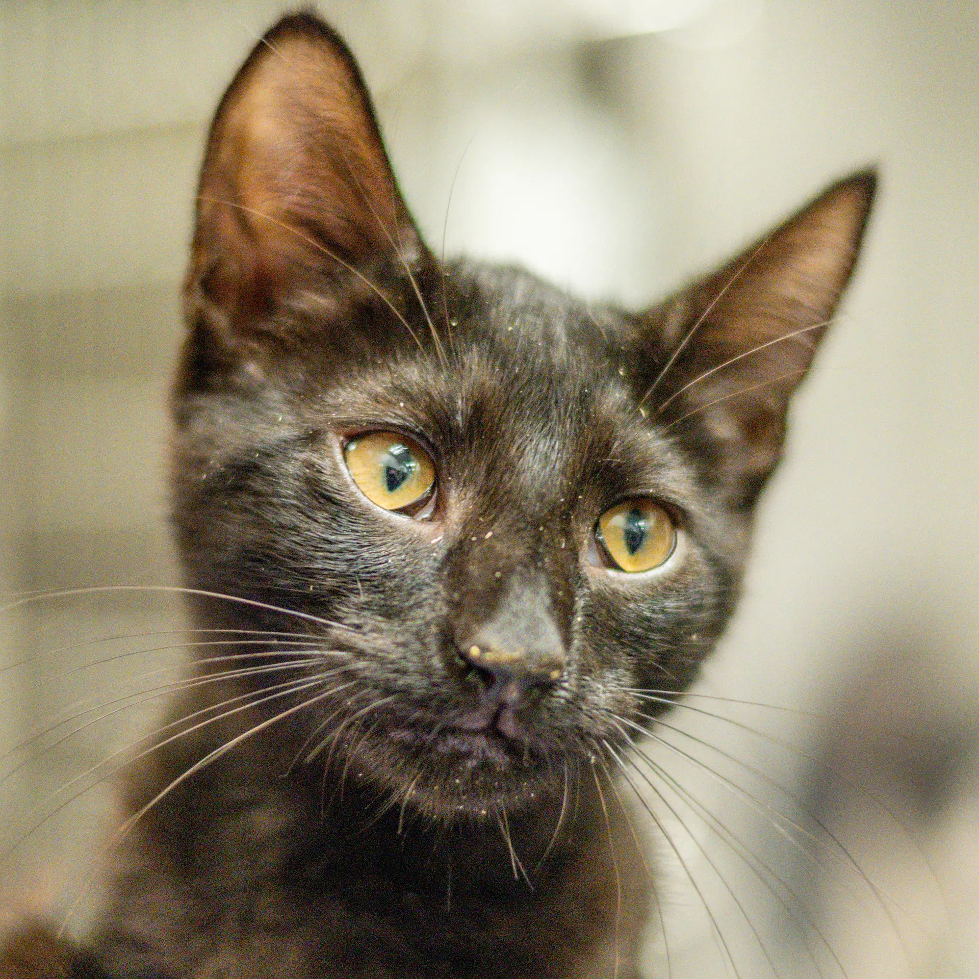 Bran - Domestic Short Hair