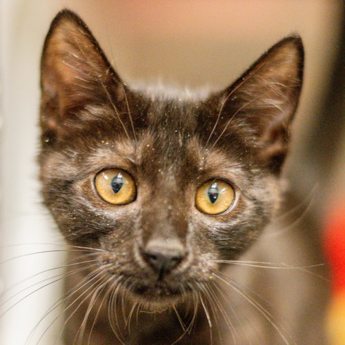 Sansa, a cat for adoption from Hilton Head Humane Association