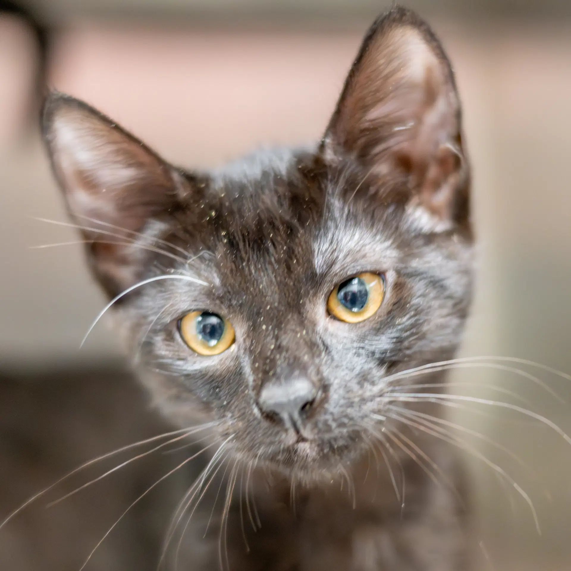Arya - Domestic Short Hair