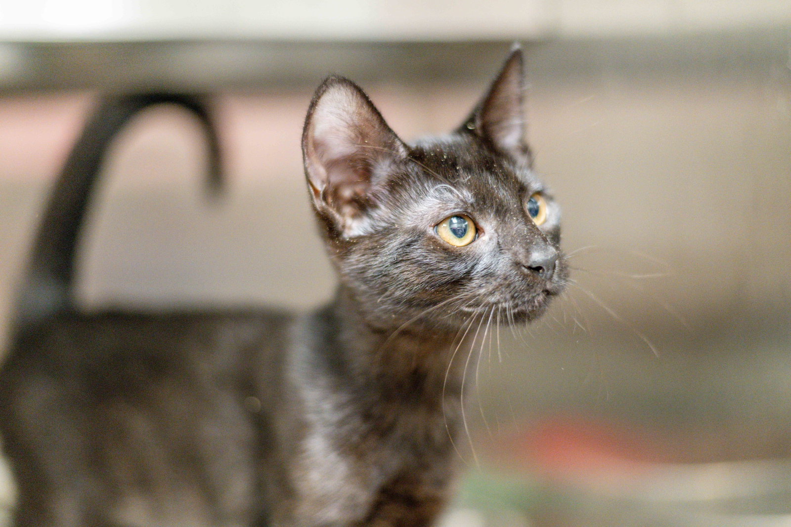 Arya, photo 3