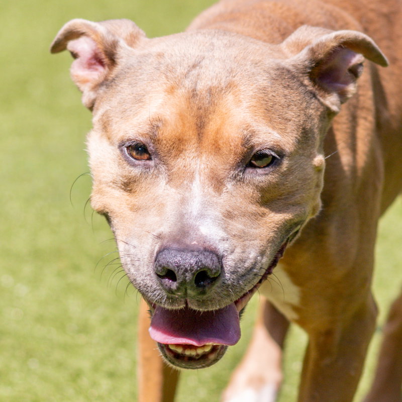 Guapa, an adoptable Terrier / Mixed (short coat)